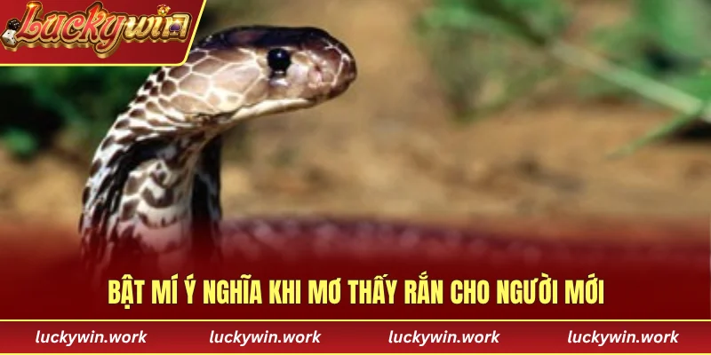 Bật mí ý nghĩa khi mơ thấy rắn cho người mới